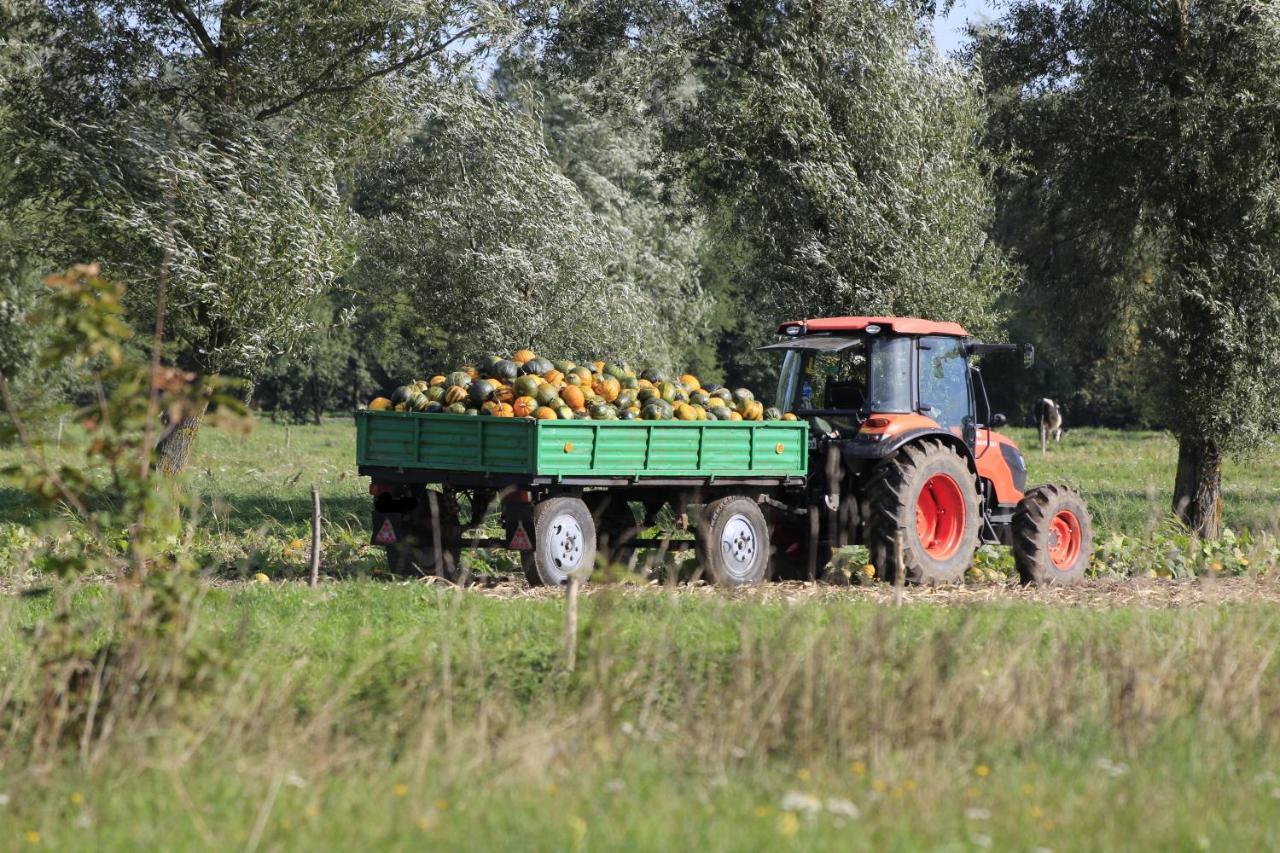 Agroturystyka Zulawiaczek Nowy Dwór Gdański 외부 사진